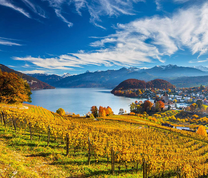 Weinberge