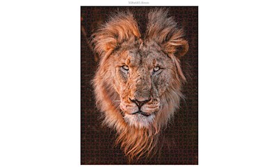 Löwenkopf 1000 Teile (Donal Boyd)