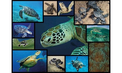 Meeresschildkröten 1000 Teile