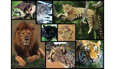 Wildkatzen 1000 Teile