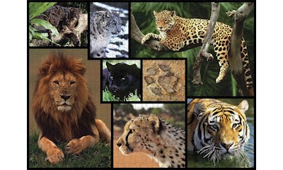 Wildkatzen 1000 Teile
