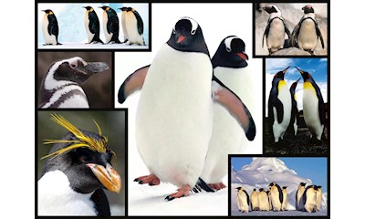 Pinguine 1000 Teile