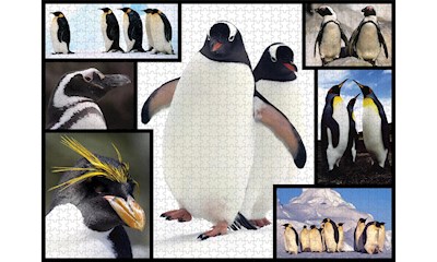 Pinguine 1000 Teile