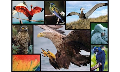 Vögel 1000 Teile