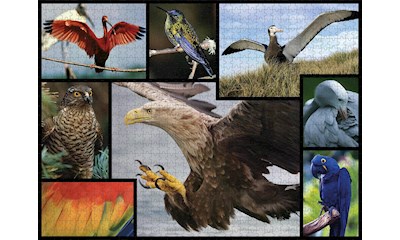 Vögel 1000 Teile