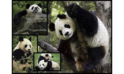 Pandas 1000 Teile