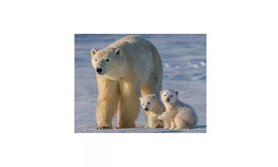 Polarbären 1000 Teile