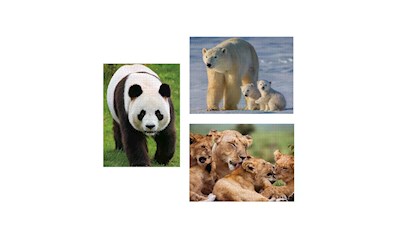 Säugetiere 3x1000 Teile