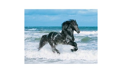 Black Horse