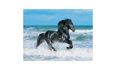 Black Horse