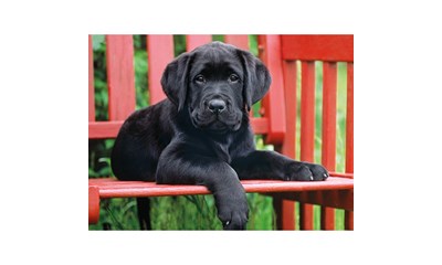 The black dog