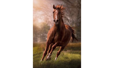 Puzzle Das Pferd
