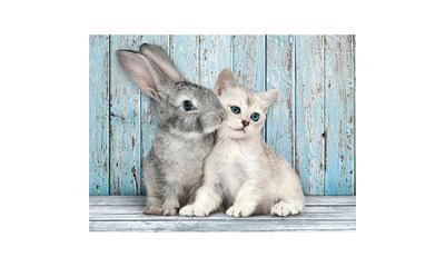 Katze & Hase