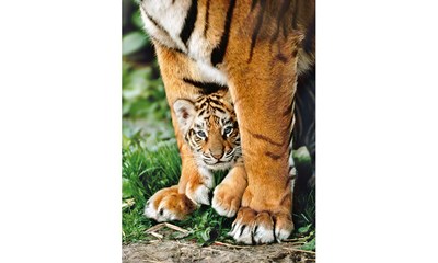 Baby Tiger