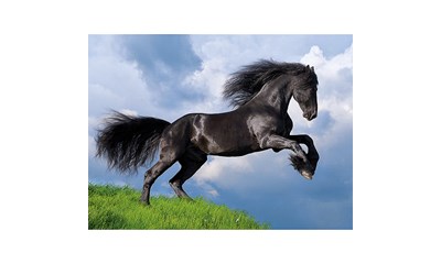 Black Horse
