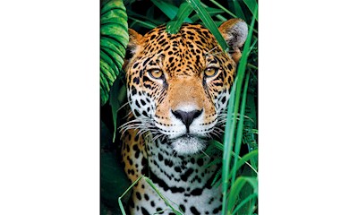 Jaguar in the Jungle
