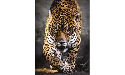 Walk of the Jaguar