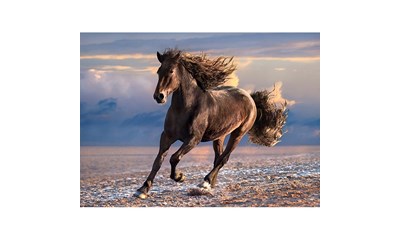 Pferd