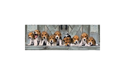 Panorama Hunde Beagles