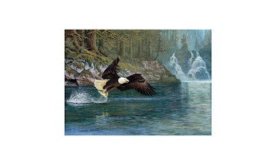 Weisskopfseeadler 1000 Teile