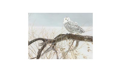 Schneeeule auf dem Ast 500 Teile