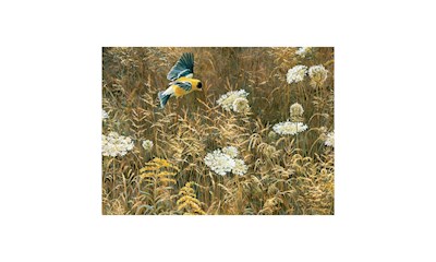 Möhre und Goldzeisig 500 Teile