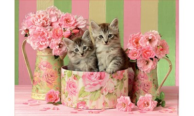 Kätzchen und Rosen 