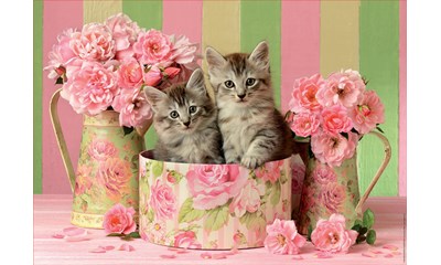 Kätzchen und Rosen