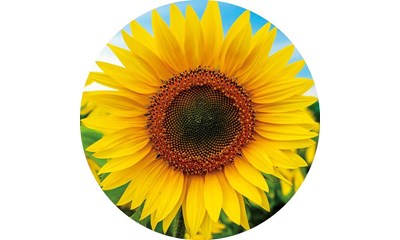 Sonnenblume