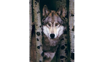 Gray Wolf
