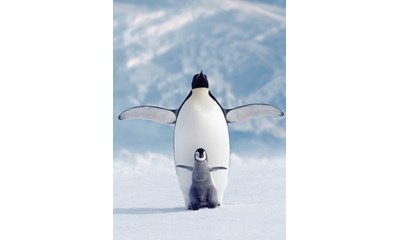 Pinguin mit Baby