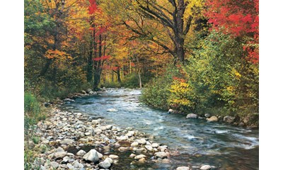 Fluss im Wald