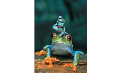 Red Eyed Tree Frog