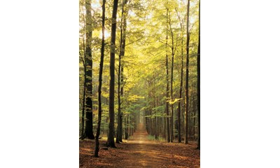 Forest Path