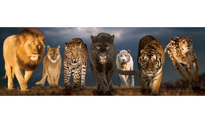 Big Cats