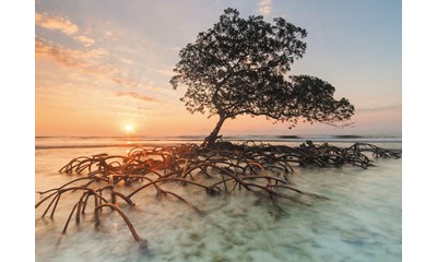 Red Mangrove