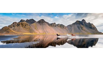 Iceland Horses Panorama