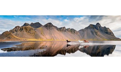 Iceland Horses Panorama 