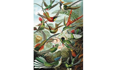 Haeckel - Kolibris