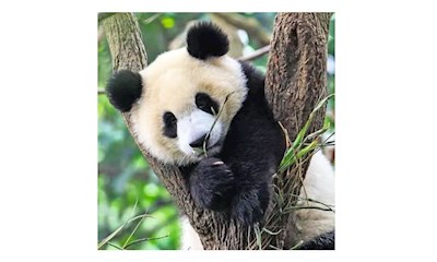 Panda, Tiger und Löwe