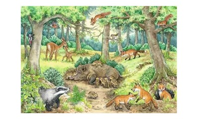 Wieso? Weshalb? Warum? Tiere im Wald und auf der Wiese