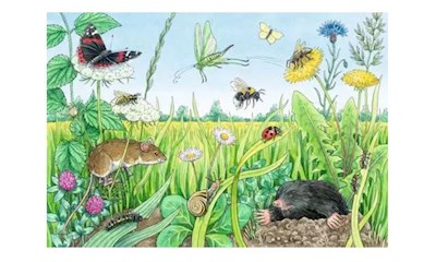 Wieso? Weshalb? Warum? Tiere im Wald und auf der Wiese