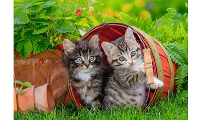 Katzen auf Entdeckungsreise