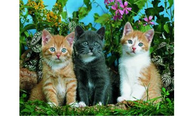 Drei Hauskatzen