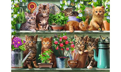 Katzen im Regal