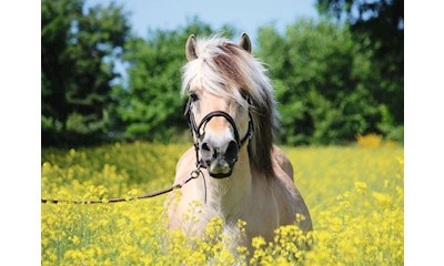 Pferd im Rapsfeld