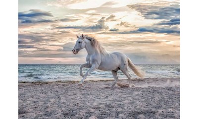 Pferd am Strand