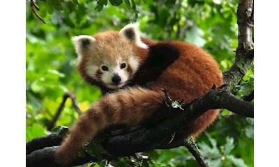 Süsser roter Panda