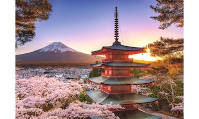 Kirschblüte in Japan