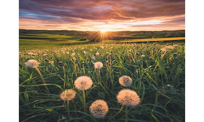 Pusteblumen im Sonnenuntergang